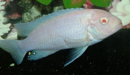 Pseudotropheus_zebra_albino.jpeg