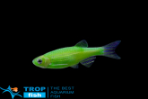    GloFish
