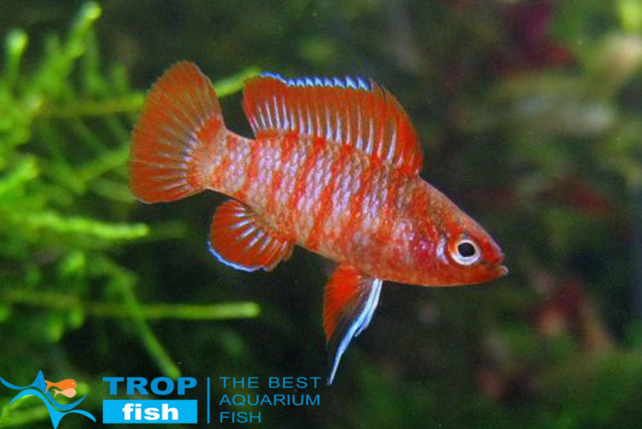 Scarlet gem badis