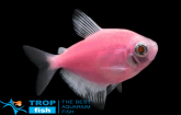 Тернеция розовая GloFish