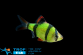 Барбус суматранський зелений GloFish