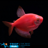Тернеция красная полосатая GloFish