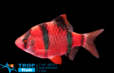 Барбус суматранский красный GloFish
