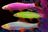Лабео асорті GloFish