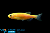 Данио лимонный лучик GloFish