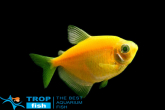 Тернеція жовта GloFish