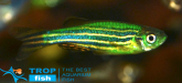 Данио арбузная корка GloFish