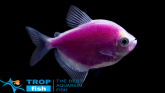 Тернеція фіолетова GloFish