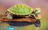 Черепаха червоноухая (імпорт)