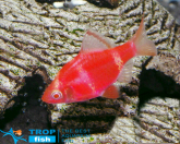 Барбус кольти красный GloFish