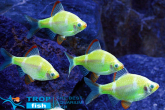 Барбус кольти зелёный GloFish